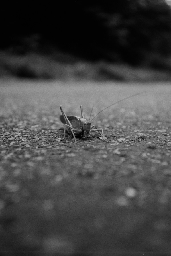 Pentax 17